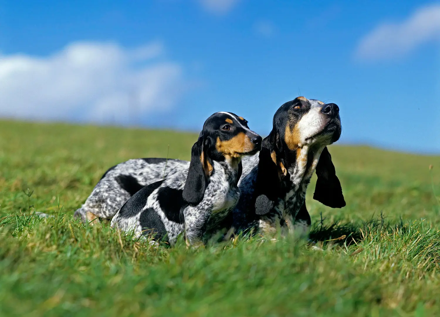 Acheter un chiot Basset bleu de Gascogne, c'est prendre ses responsabilités ! Acheter des chiots Basset bleu de Gascogne.