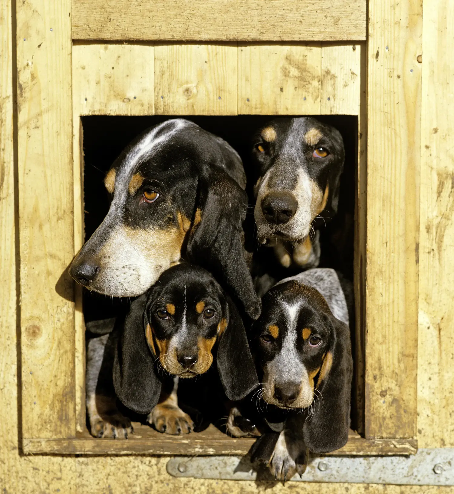 Acheter un chiot Basset bleu de Gascogne, c'est prendre ses responsabilités ! Acheter des chiots Basset bleu de Gascogne.