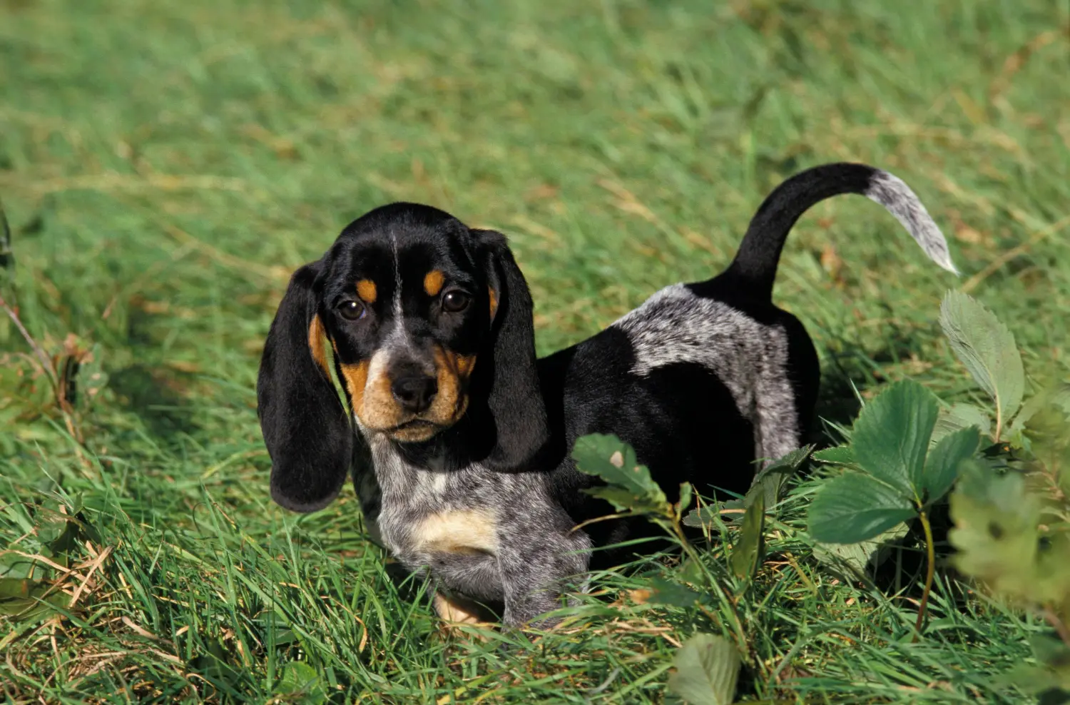 Acheter un chiot Basset bleu de Gascogne, c'est prendre ses responsabilités ! Acheter des chiots Basset bleu de Gascogne.