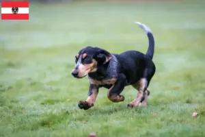 Lire la suite à propos de l’article Basset bleu de Gascogne Éleveurs et chiots en Autriche
