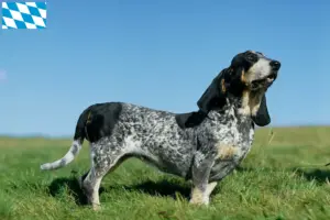 Lire la suite à propos de l’article Basset bleu de Gascogne éleveurs et chiots en Bavière