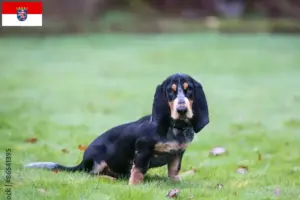 Lire la suite à propos de l’article Basset bleu de Gascogne éleveurs et chiots en Hesse
