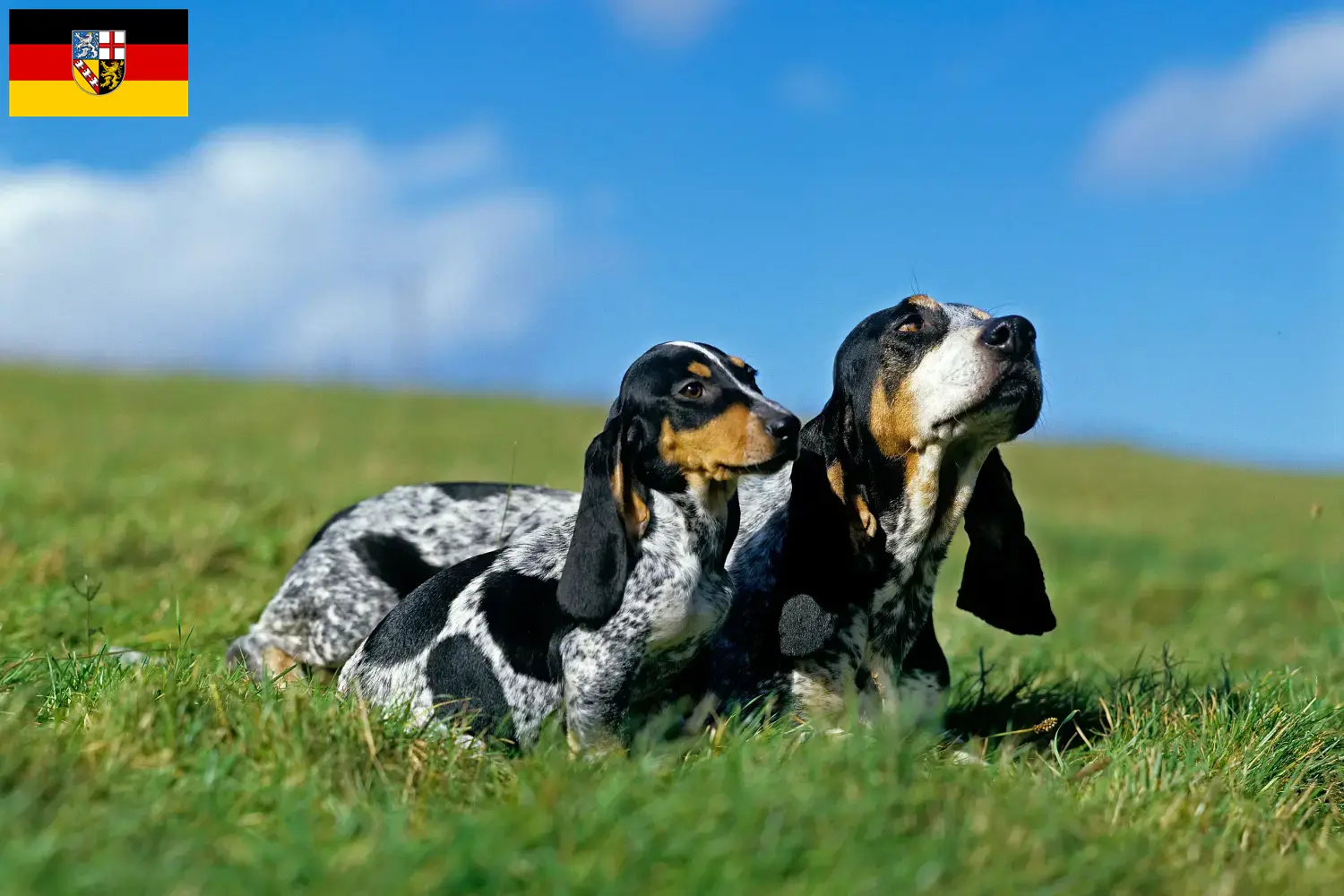 Basset bleu de Gascogne chiots et éleveurs Saarland Ici, tu trouveras des éleveurs de Basset bleu de Gascogne en Sarre.