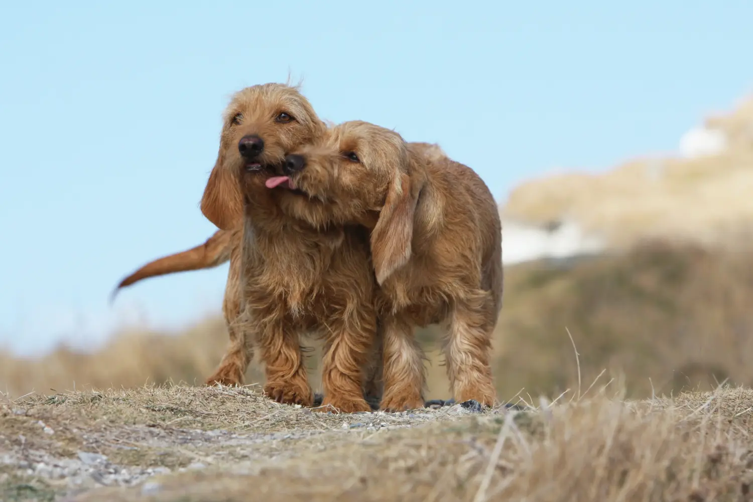 Acheter un chiot Basset fauve de Bretagne, c'est prendre ses responsabilités ! Acheter des chiots Basset fauve de Bretagne.