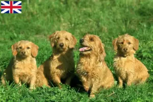 Lire la suite à propos de l’article Basset fauve de Bretagne éleveurs et chiots en Grande-Bretagne