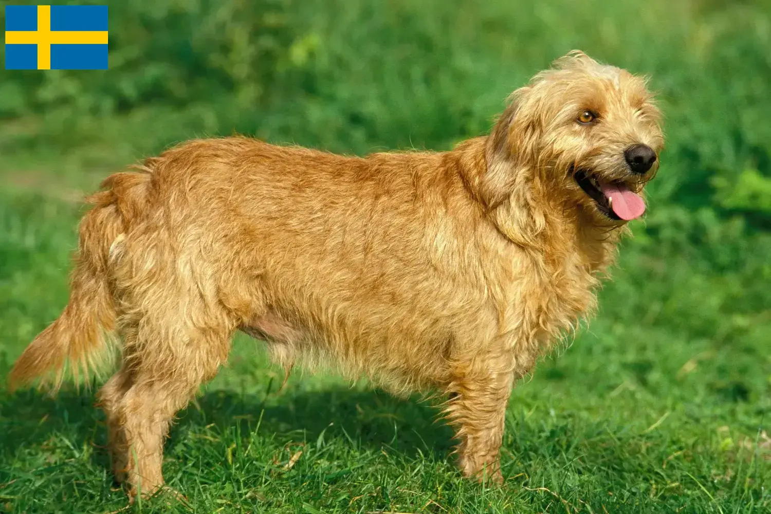 Basset fauve de Bretagne chiots et éleveurs Suède Ici vous trouverez des éleveurs de Basset fauve de Bretagne en Suède.