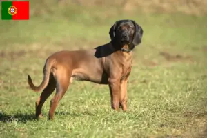 Lire la suite à propos de l’article Éleveurs de chiens de montagne bavarois et chiots au Portugal
