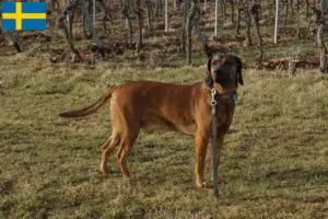 Lire la suite à propos de l’article Éleveurs de chiens de montagne bavarois et chiots en Suède