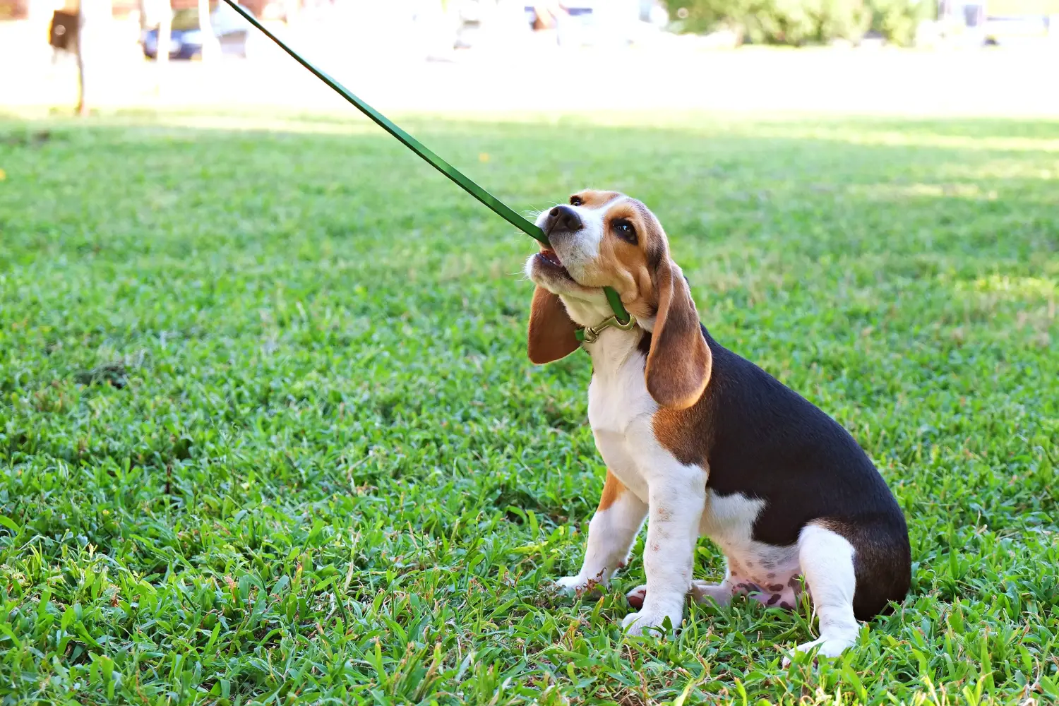 Acheter un chiot beagle, c'est prendre des responsabilités ! Acheter des chiots beagle.