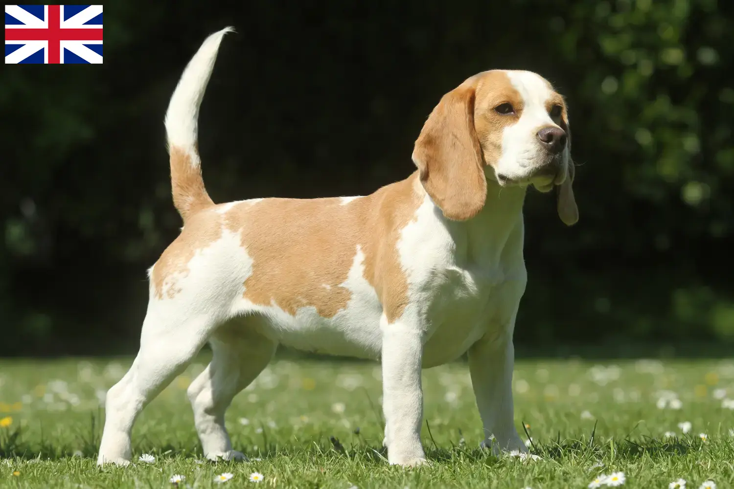 Beagle chiots et éleveurs Royaume-Uni Ici, tu trouveras des éleveurs de beagles en Grande-Bretagne.