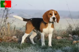 Lire la suite à propos de l’article Éleveurs de beagles et chiots au Portugal