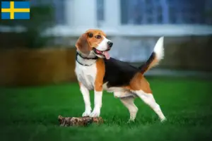 Lire la suite à propos de l’article Éleveurs de beagles et chiots en Suède
