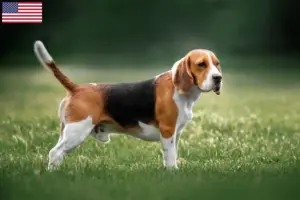Lire la suite à propos de l’article Éleveurs de beagles et chiots aux États-Unis
