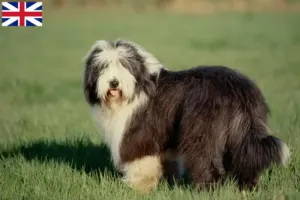 Lire la suite à propos de l’article Éleveurs de collies barbus et chiots en Grande-Bretagne