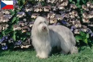 Lire la suite à propos de l’article Éleveurs de Bearded Collie et chiots en République tchèque