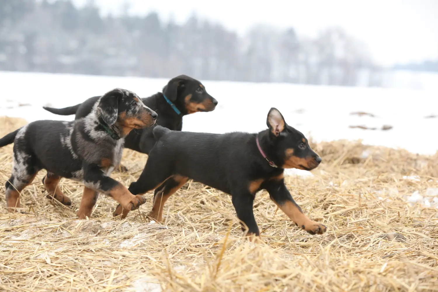 Acheter un chiot beauceron, c'est prendre ses responsabilités ! Acheter des chiots beaucerons.
