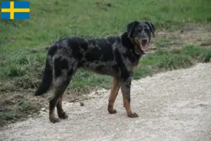 Lire la suite à propos de l’article Éleveurs de Beaucerons et chiots en Suède