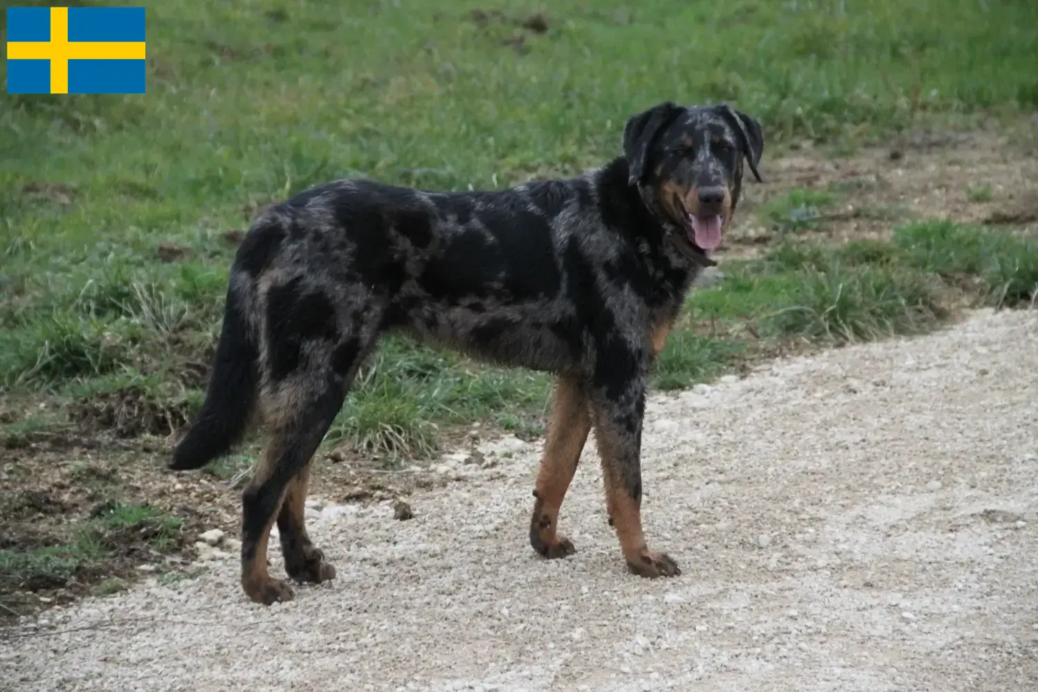 Beauceron chiots et éleveurs Suède Ici, tu trouveras des éleveurs de beaucerons en Suède.