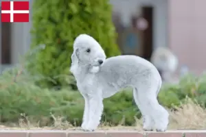 Lire la suite à propos de l’article Éleveurs de Bedlington Terrier et chiots au Danemark