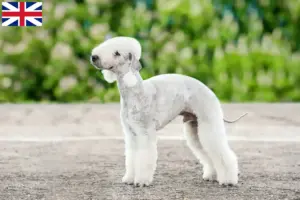 Lire la suite à propos de l’article Éleveurs de Bedlington Terrier et chiots en Grande-Bretagne