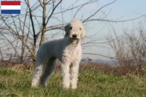 Lire la suite à propos de l’article Éleveurs de Bedlington Terriers et chiots aux Pays-Bas