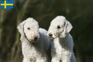 Lire la suite à propos de l’article Éleveurs de Bedlington Terriers et chiots en Suède