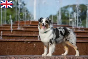 Lire la suite à propos de l’article Éleveurs de bergers australiens et chiots en Grande-Bretagne
