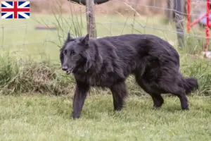 Lire la suite à propos de l’article Éleveurs de bergers belges et chiots en Grande-Bretagne