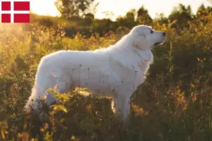 Lire la suite à propos de l’article Éleveurs de bergers de la Maremme et des Abruzzes et chiots au Danemark