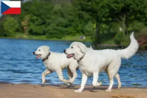 Lire la suite à propos de l’article Éleveurs de bergers de la Maremme et des Abruzzes et chiots en République tchèque
