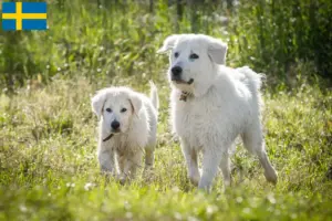 Lire la suite à propos de l’article Éleveurs de bergers de la Maremme et des Abruzzes et chiots en Suède