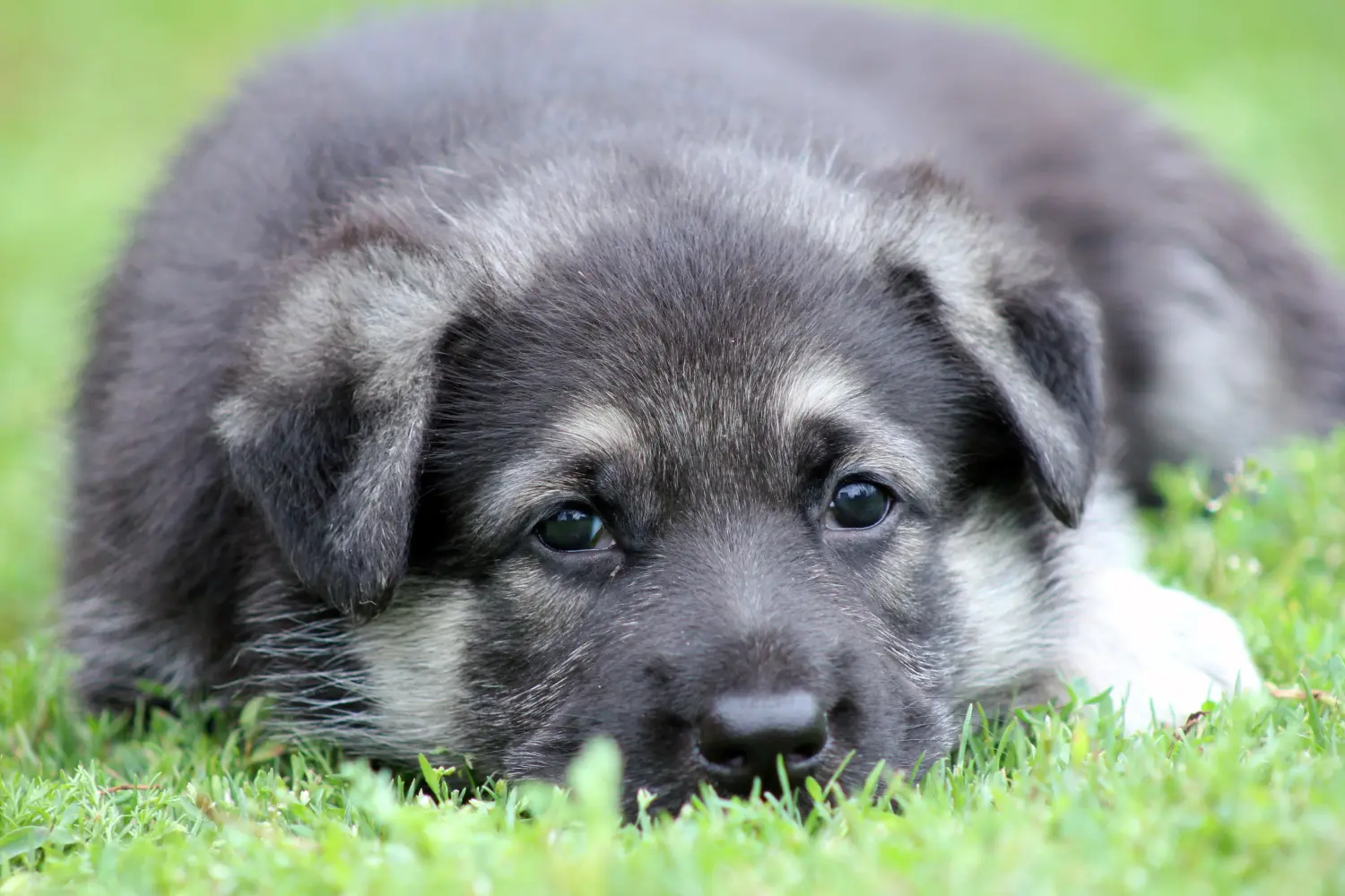Acheter un chiot berger d'Europe de l'Est, c'est prendre ses responsabilités ! Acheter un chiot berger d'Europe de l'Est.