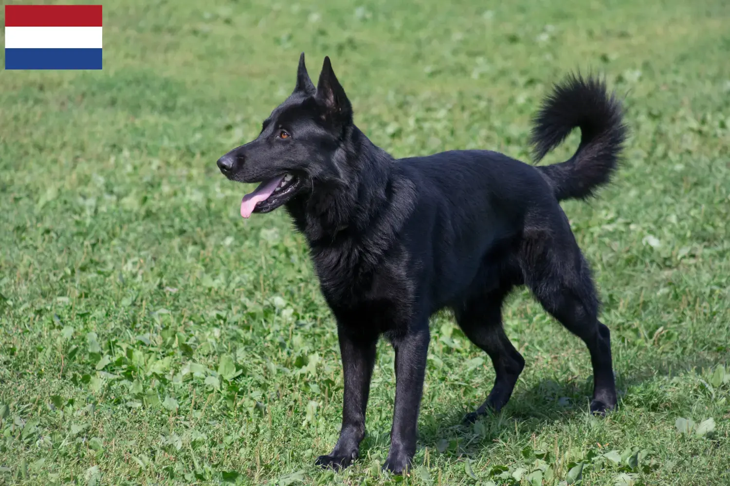 Berger d'Europe de l'Est chiots et éleveurs Pays-Bas Ici, tu trouveras des éleveurs de bergers d'Europe de l'Est aux Pays-Bas.
