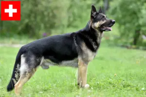 Lire la suite à propos de l’article Berger d’Europe de l’Est éleveurs et chiots en Suisse