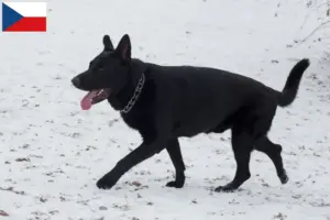 Lire la suite à propos de l’article Éleveurs de bergers d’Europe de l’Est et chiots en République tchèque