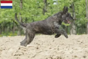 Lire la suite à propos de l’article Berger de Picardie éleveurs et chiots aux Pays-Bas