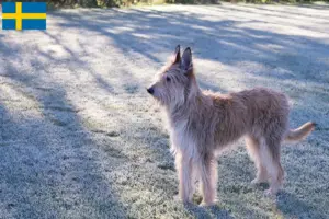 Lire la suite à propos de l’article Berger de Picardie Éleveurs et chiots en Suède