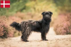 Lire la suite à propos de l’article Berger des Pyrénées éleveurs et chiots au Danemark