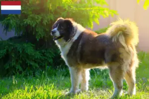Lire la suite à propos de l’article Berger du Caucase éleveurs et chiots aux Pays-Bas