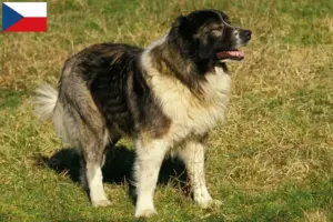 Lire la suite à propos de l’article Berger du Caucase éleveurs et chiots en République tchèque
