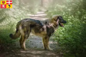 Lire la suite à propos de l’article Éleveurs de bergers du Karst et chiots en Auvergne-Rhône-Alpes