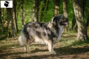 Lire la suite à propos de l’article Éleveurs de bergers du Karst et chiots en Corse