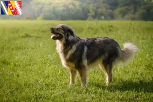 Lire la suite à propos de l’article Éleveurs de bergers du Karst et chiots en Grand Est