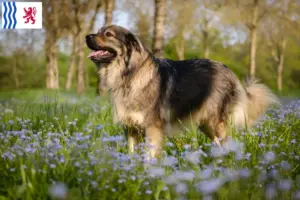 Lire la suite à propos de l’article Éleveurs de bergers du Karst et chiots en Nouvelle-Aquitaine