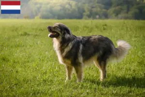 Lire la suite à propos de l’article Éleveurs de bergers du Karst et chiots aux Pays-Bas
