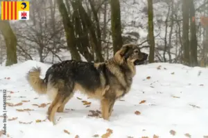 Lire la suite à propos de l’article Éleveurs de bergers du Karst et chiots en Provence-Alpes-Côte d’Azur