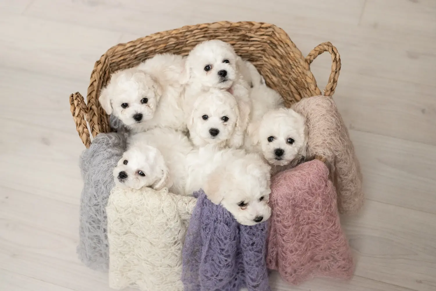 Acheter un chiot Bichon Frisé, c'est prendre ses responsabilités ! Acheter des chiots bichon frisé.