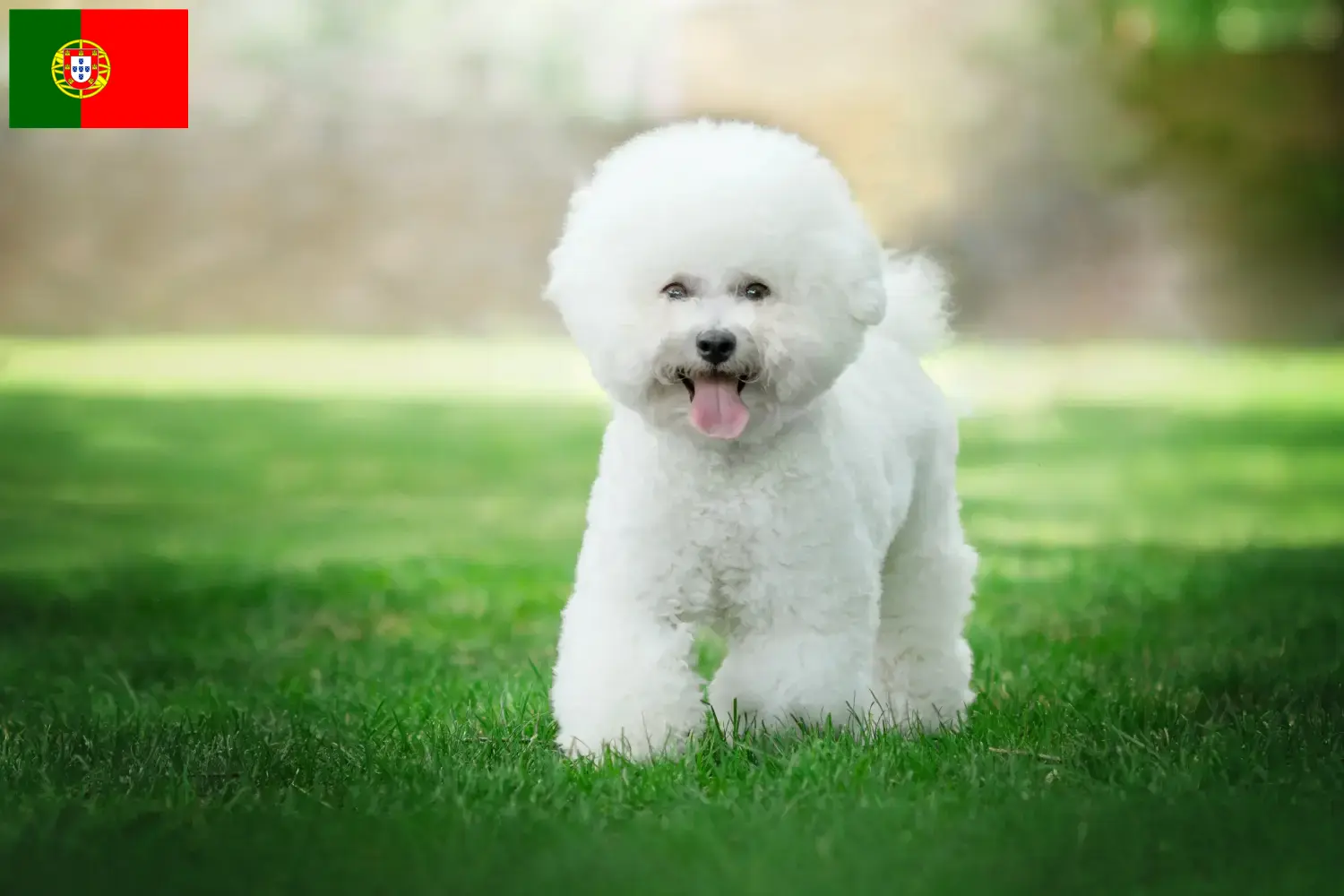 Bichon Frisé chiots et éleveurs Portugal Ici, tu trouveras des éleveurs de Bichon Frisé au Portugal.