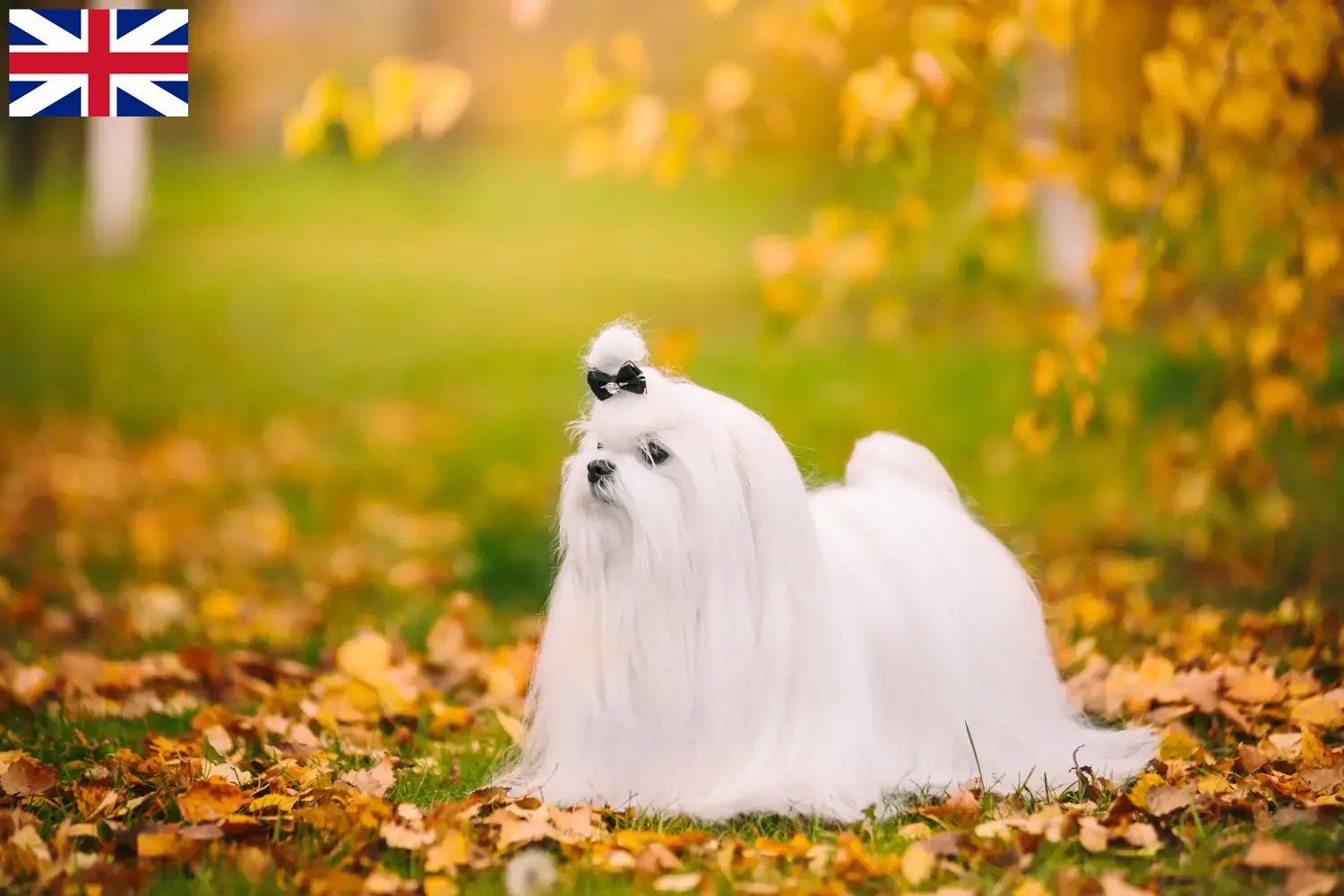 Bichon maltais chiots et éleveurs Grande-Bretagne Ici, tu trouveras des éleveurs de bichons maltais en Grande-Bretagne.
