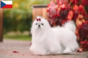 Lire la suite à propos de l’article Éleveurs de bichons maltais et chiots en République tchèque